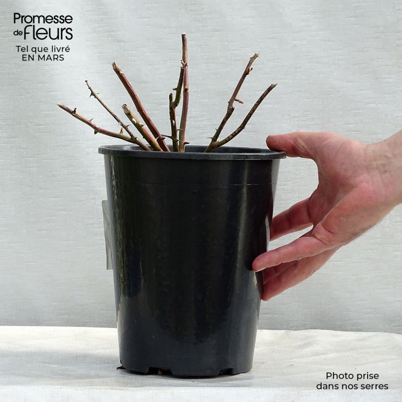 Exemplar von Rosa wichuraiana White New Dawn - Kletterrose Topf mit 4L/5L wie im Winter geliefert