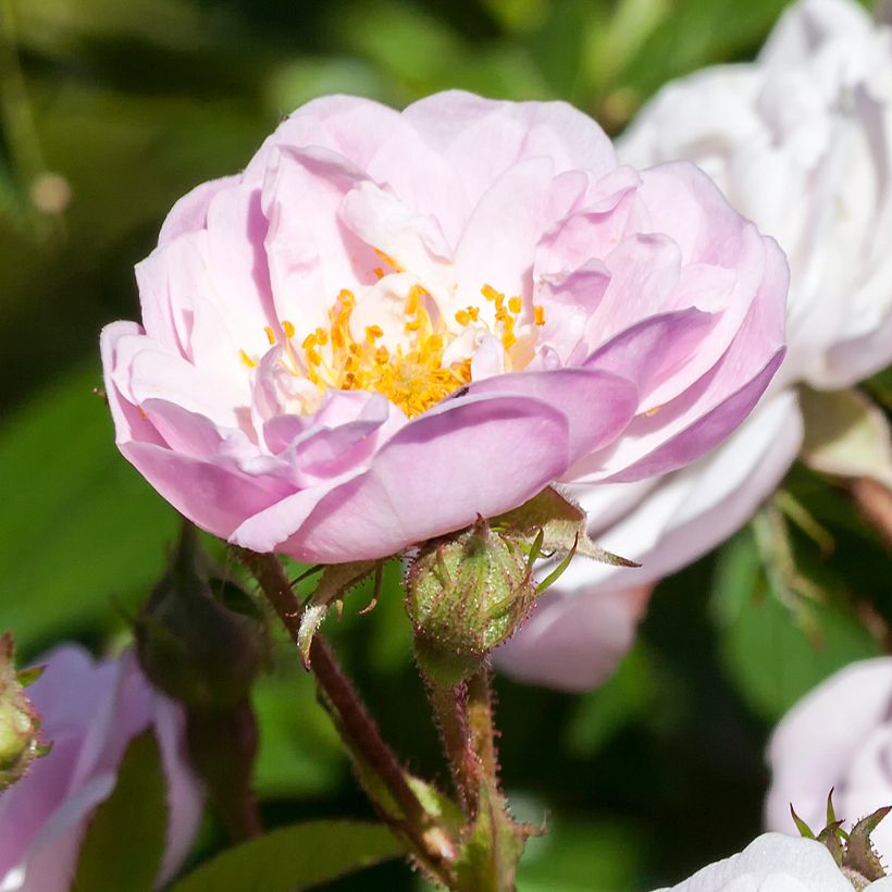 Rosa anglais Little Rambler - Kletterrose (Flowering)