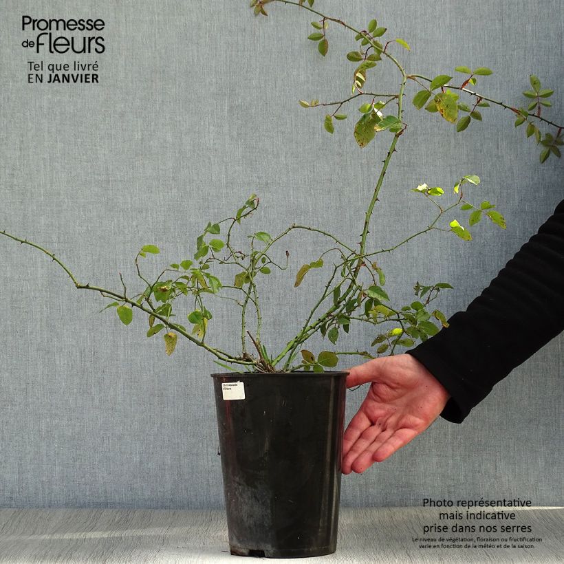 Exemplar von Rosa Adélaïde d’Orléans - Rambler-Rose Topf mit 4L/5L wie im Winter geliefert