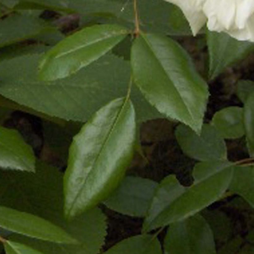 Rosa wichuraiana Albéric Barbier - Rambler-Rose (Foliage)