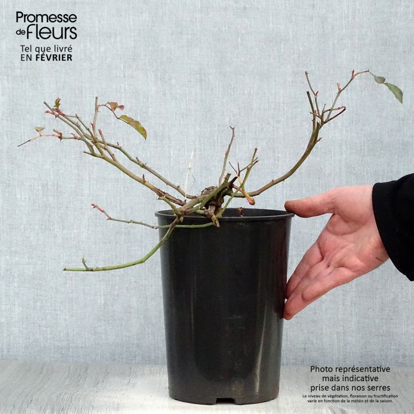 Exemplar von Rosa wichuraiana Albéric Barbier - Rambler-Rose Topf mit 4L/5L wie im Winter geliefert