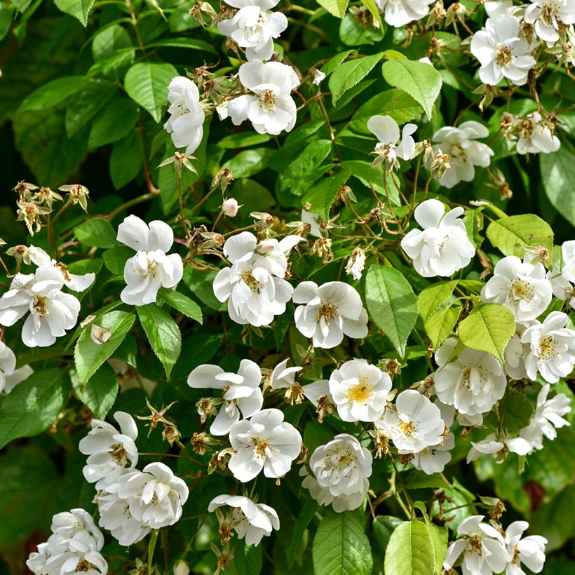 Rosa multiflora Bobbie James - Rambler-Rose (Foliage)