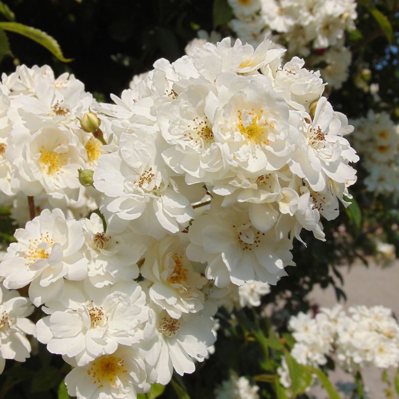 Rosa multiflora Bobbie James - Rambler-Rose (Flowering)