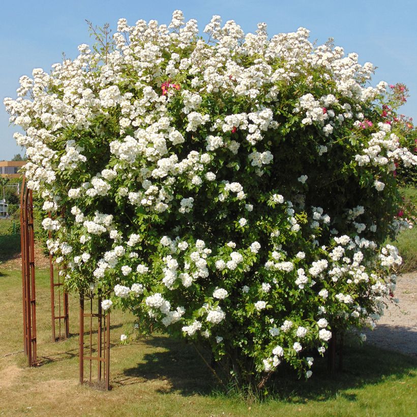 Rosa multiflora Bobbie James - Rambler-Rose (Plant habit)