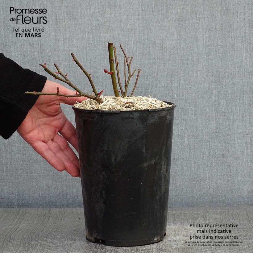 Exemplar von Rosa Felicité et Perpétue - Rambler-Rose Topf mit 4L/5L wie im Winter geliefert