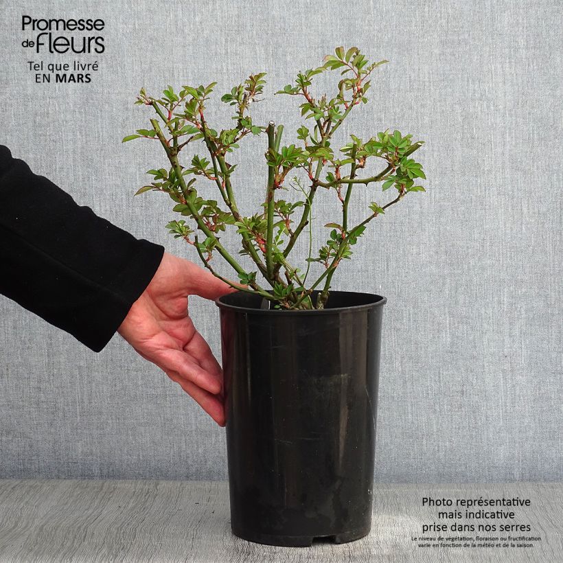 Exemplar von Rosa moschata Francis E Lester - Moschus Rambler-Rose Topf mit 4L/5L wie im Winter geliefert