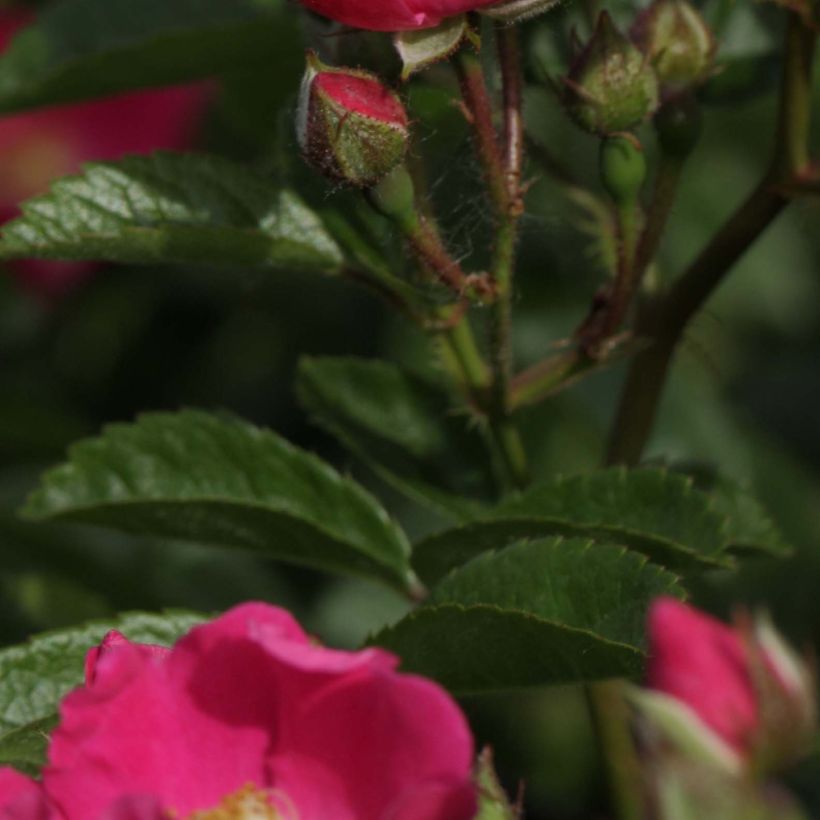 Rosa multiflora Maria Lisa - Rambler-Rose (Foliage)