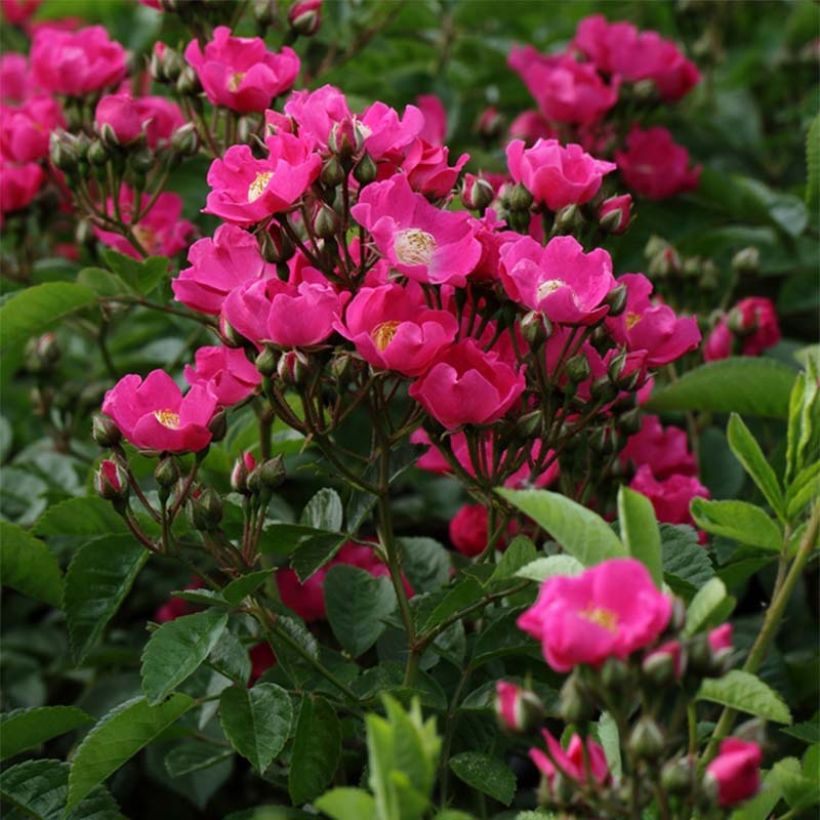 Rosa multiflora Maria Lisa - Rambler-Rose (Flowering)