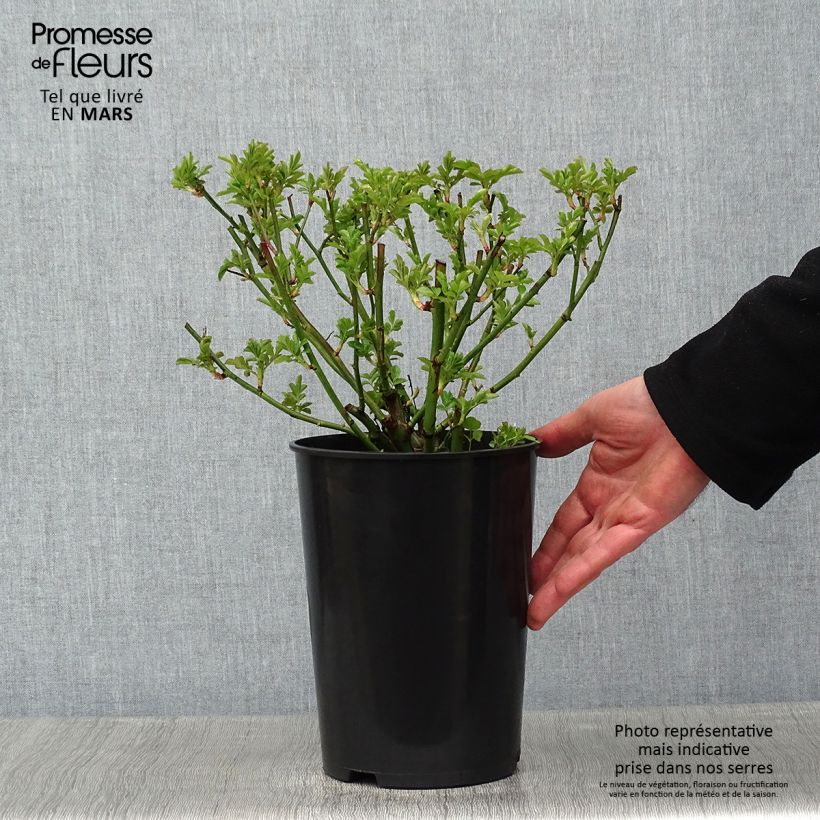 Exemplar von Rosa multiflora Maria Lisa - Rambler-Rose Topf mit 4L/5L wie im Winter geliefert