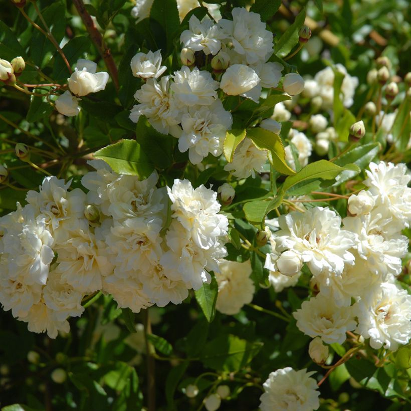 Rosa moschata Paul's Himalayan Musk - Moschus Rambler-Rose (Foliage)