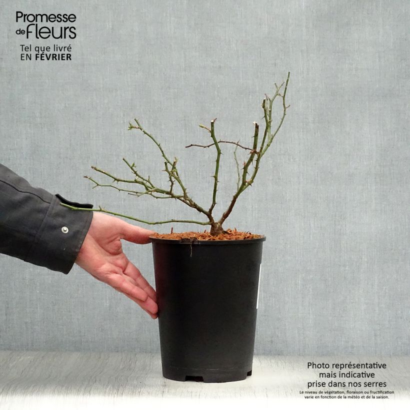 Exemplar von Rosa wichuraiana Sander's White Rambler - Rambler-Rose Topf mit 4L/5L wie im Winter geliefert