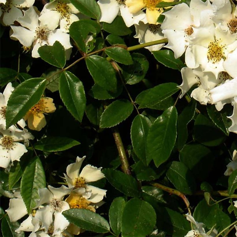 Rosa Wedding Day - Rambler-Rose (Foliage)