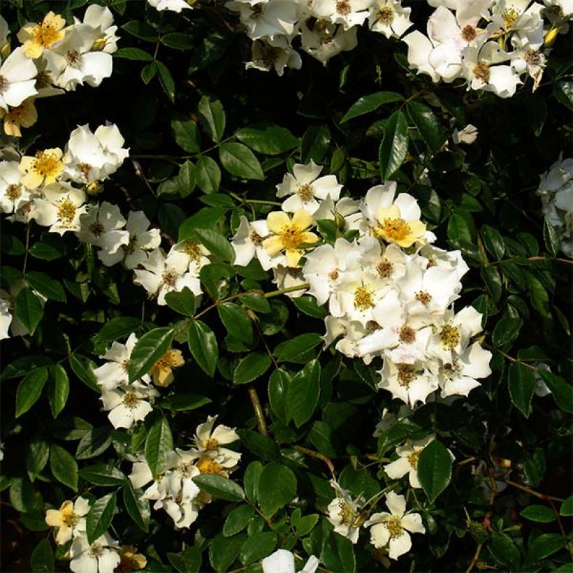 Rosa Wedding Day - Rambler-Rose (Flowering)