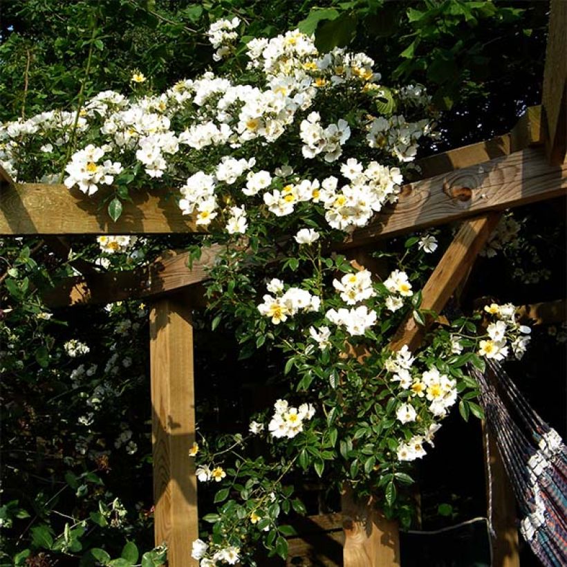 Rosa Wedding Day - Rambler-Rose (Plant habit)