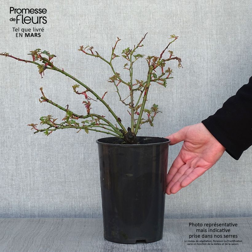 Exemplar von Rosa Wedding Day - Rambler-Rose Topf mit 4L/5L wie im Winter geliefert