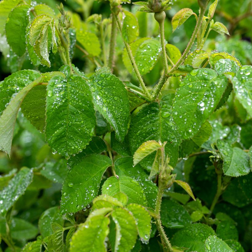 Rosa banksiae Purezza - Meran-Rose (Foliage)