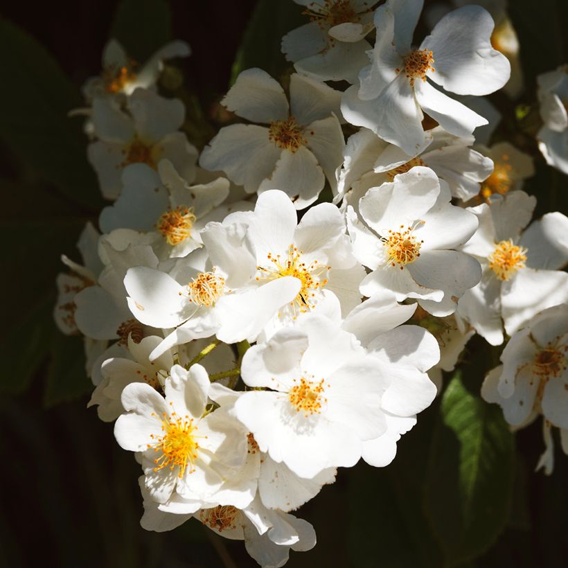 Rosa filipes Kiftsgate - Rambler-Rose (Flowering)