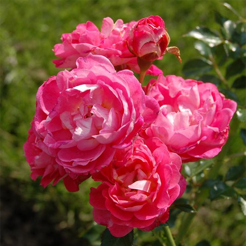 Rosa polyantha Charmant Korpeligo - Zwerg-Parkrose (Flowering)