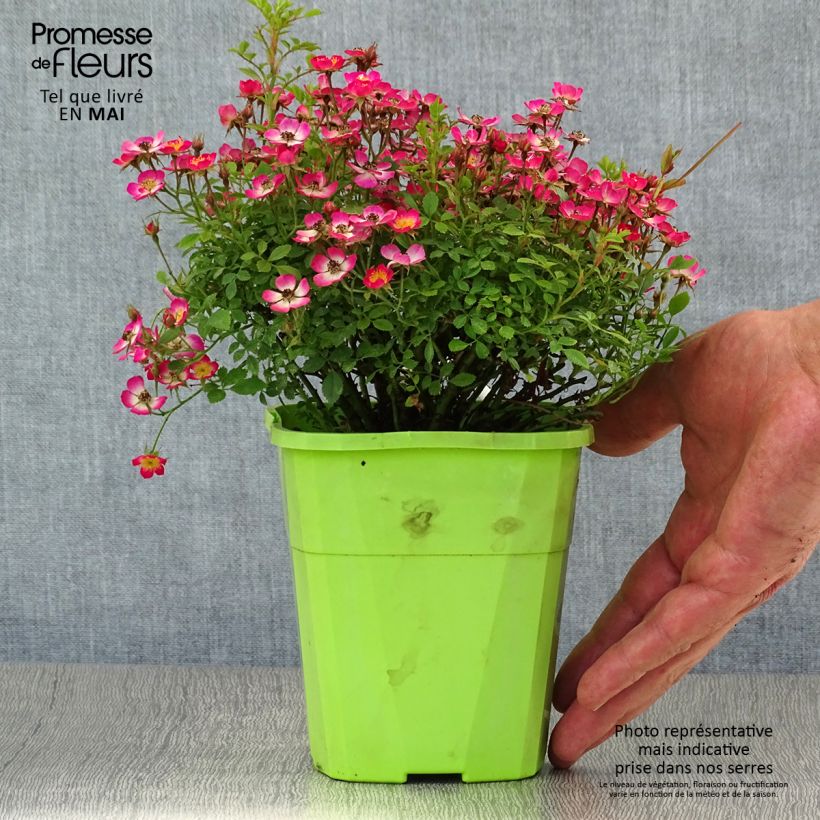 Example of Rosa Cutie Pie - Zwerg-Parkrose Topf mit 1,5L/2L as you get in printemps