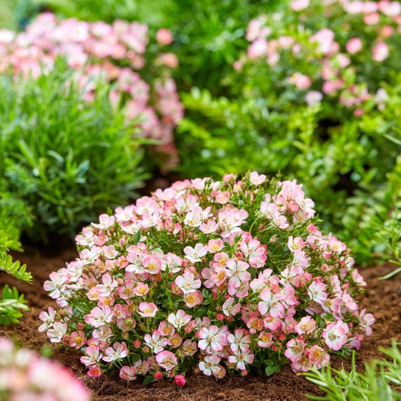 Rosa Cutie Pie - Zwerg-Parkrose (Plant habit)