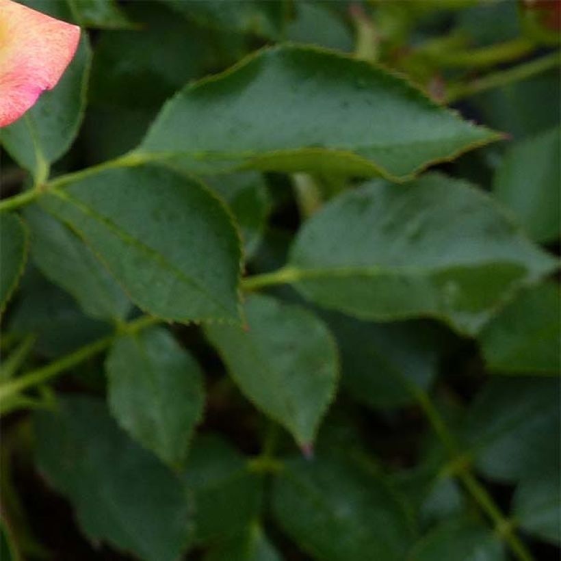 Rosa polyantha Lilliputs Little Sunset - Zwerg-Parkrose (Foliage)