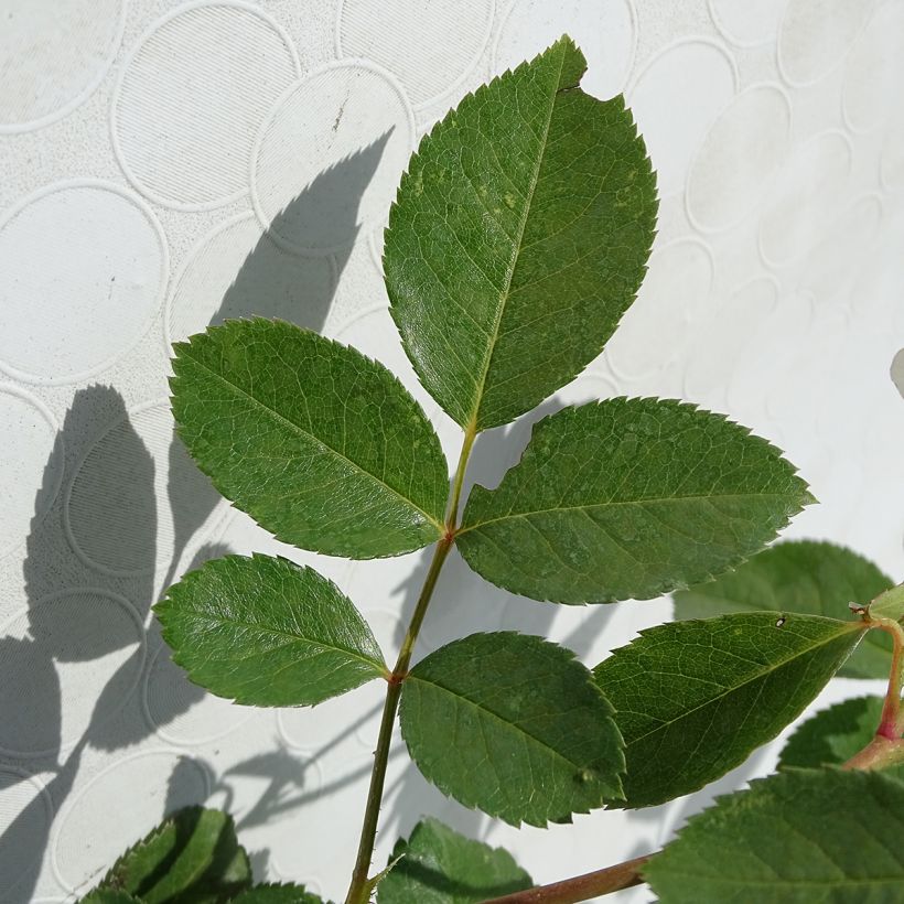 Rosa polyantha Bordure Blanche 'Delbobla' - Zwerg-Parkrose (Foliage)