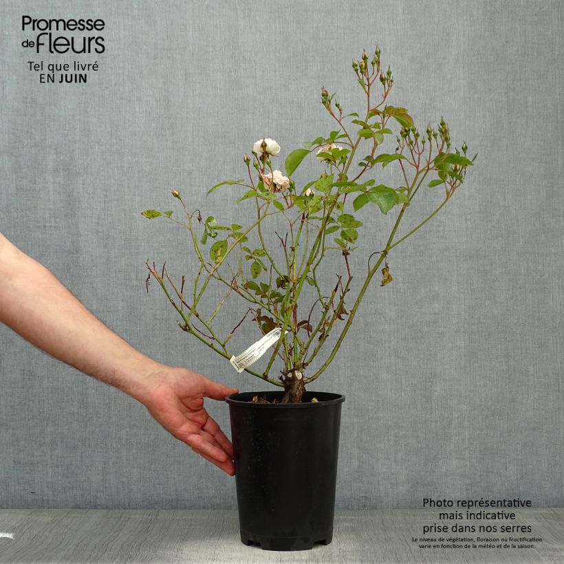 Example of Rosa polyantha Bordure Blanche 'Delbobla' - Zwerg-Parkrose Topf mit 2L/3L as you get in printemps