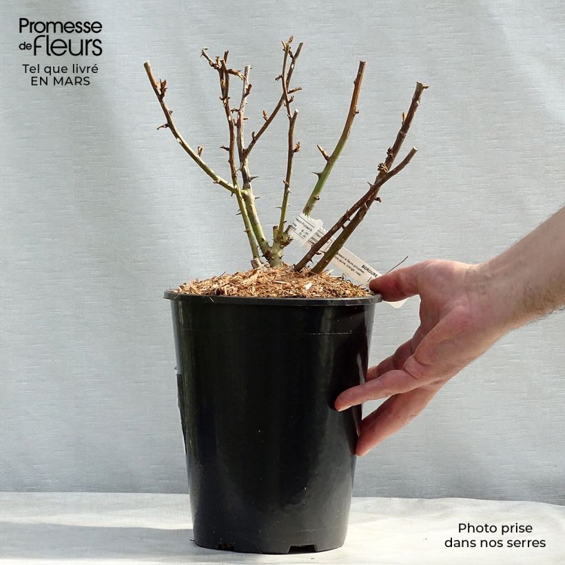 Example of Rosa polyantha Bordure Camaïeu delcapo - Zwerg-Parkrose Topf mit 3L/4L as you get in hiver