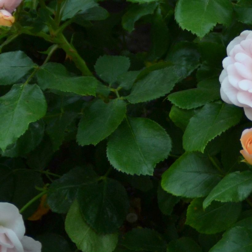Rosa polyantha Bordure Nacrée 'Delcrouf' - Zwerg-Parkrose (Foliage)