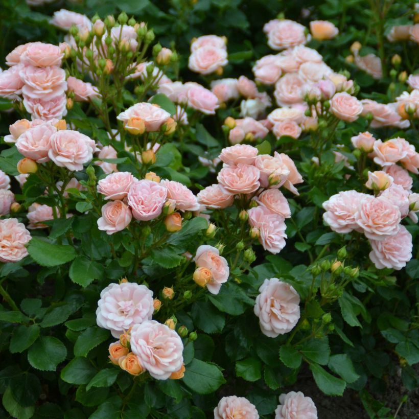 Rosa polyantha Bordure Nacrée 'Delcrouf' - Zwerg-Parkrose (Flowering)