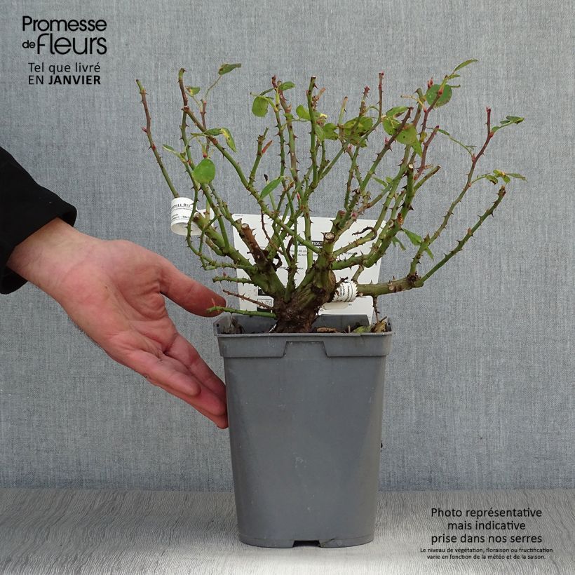 Example of Rosa polyantha Bordure Rose 'Delcoussi' - Zwerg-Parkrose Topf mit 2L/3L as you get in hiver