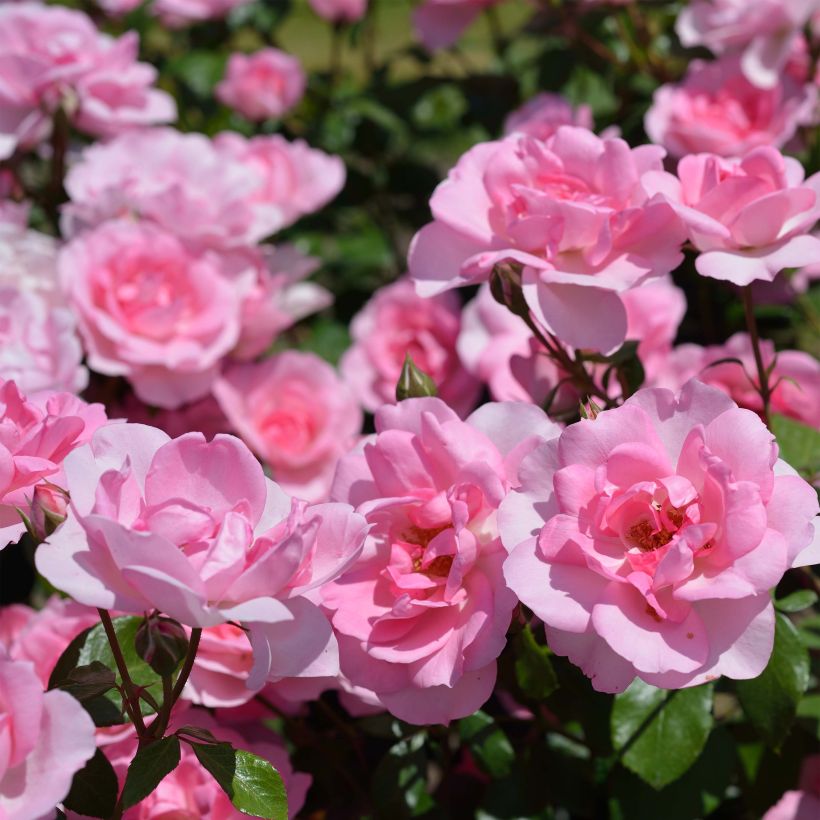 Rosa polyantha Bordure Rose 'Delcoussi' - Zwerg-Parkrose (Flowering)