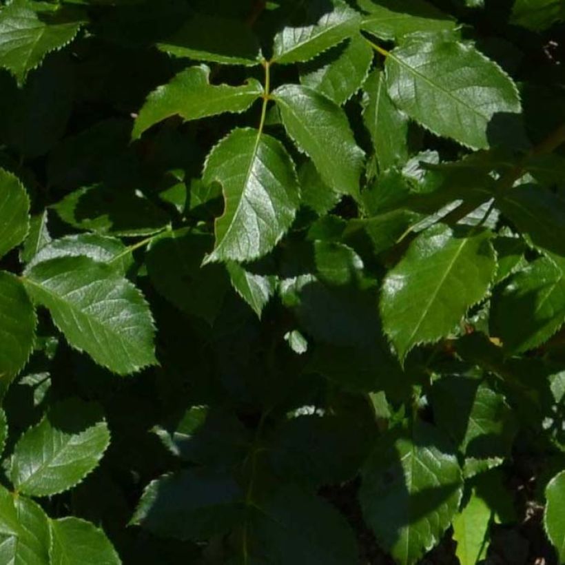 Rosa polyantha Bordure Vive 'Delboviv' - Zwerg-Parkrose (Foliage)