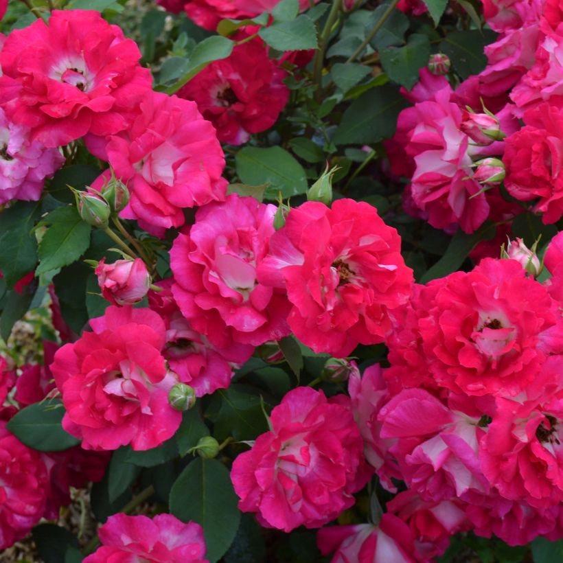 Rosa polyantha Bordure Vive 'Delboviv' - Zwerg-Parkrose (Flowering)
