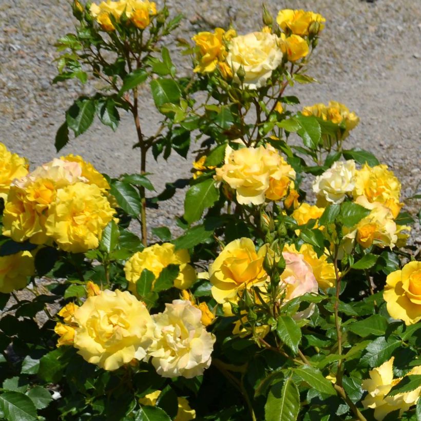 Rosa polyantha Bordure d'Or 'Delbojaun' - Zwerg-Parkrose (Flowering)