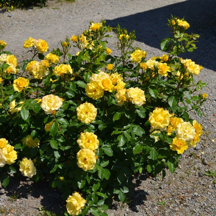 Rosa polyantha Bordure d'Or 'Delbojaun' - Zwerg-Parkrose (Plant habit)
