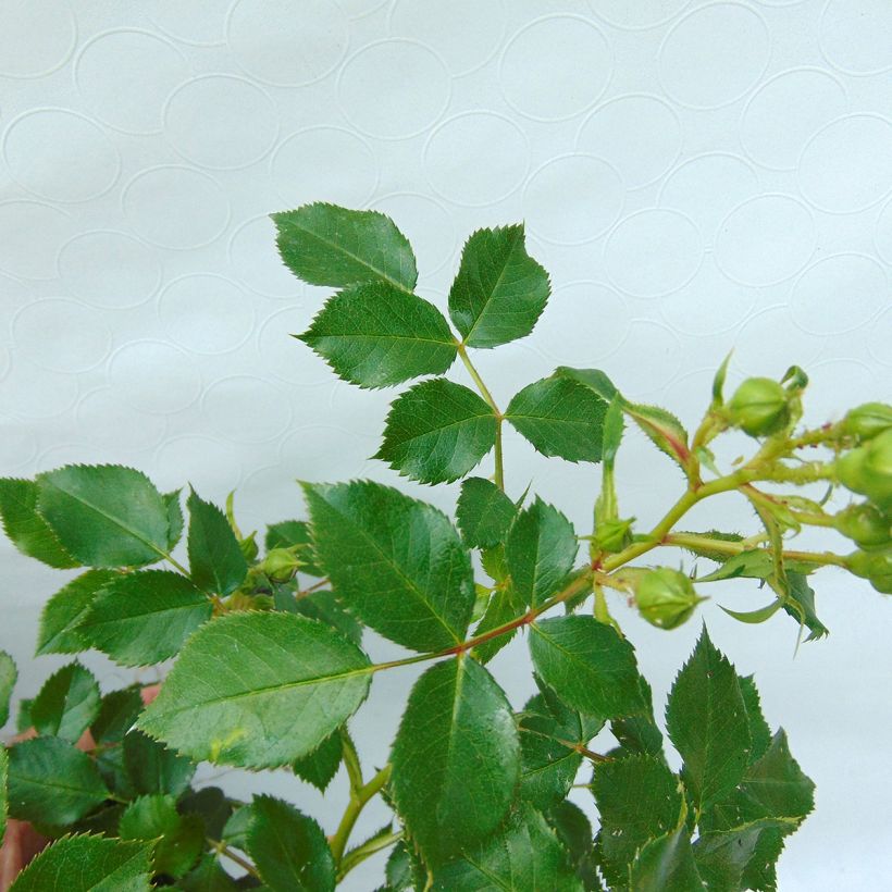 Rosa polyantha Charmant Korpeligo - Zwerg-Parkrose (Foliage)