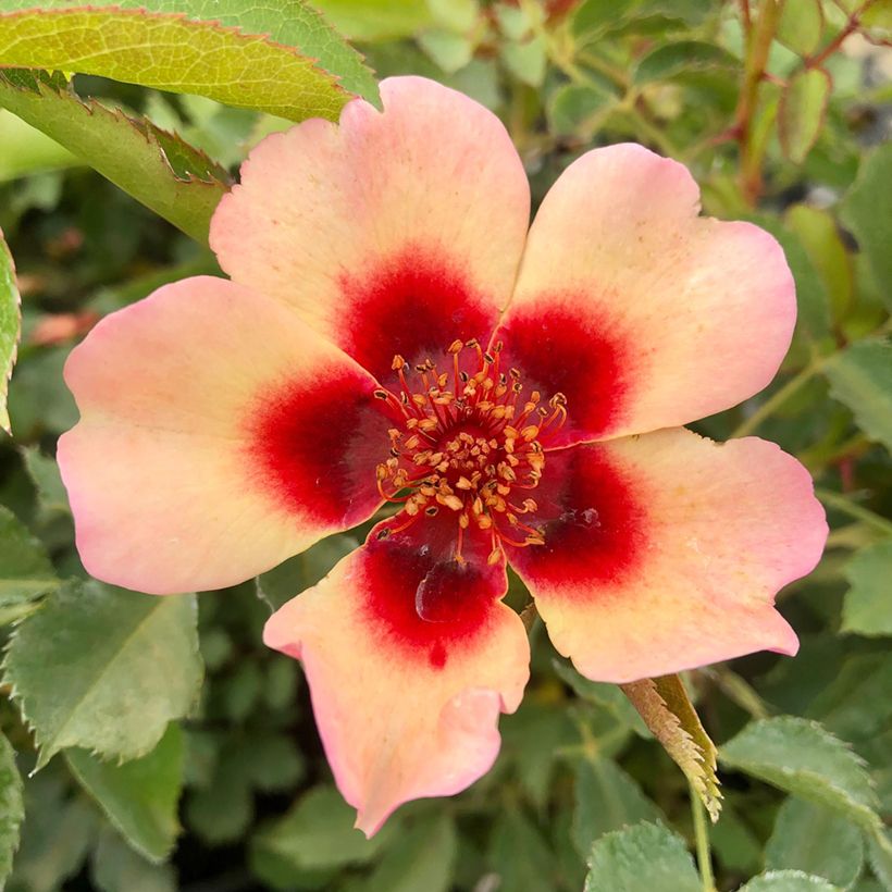 Rosa persica Fancy Babylon Eyes - Zwerg-Parkrose (Flowering)