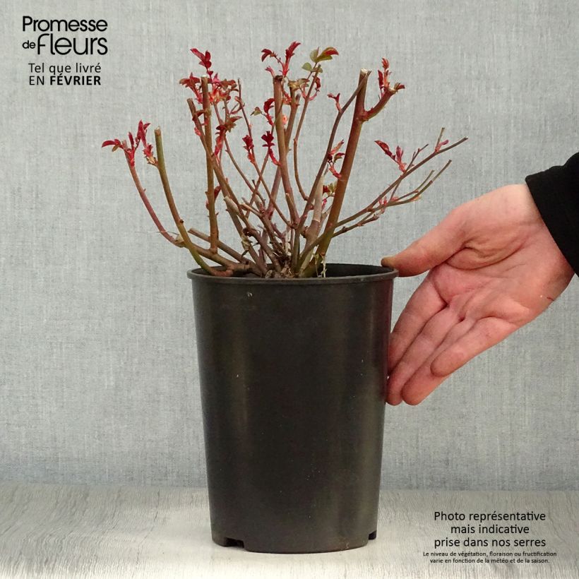 Exemplar von Rosa polyantha Rood Moorsdag - Zwerg-Parkrose Topf mit 3L/4L wie im Winter geliefert