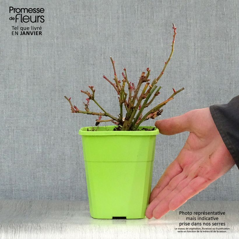 Exemplar von Rosa polyantha Lilliputs Anne Roumanoff - Zwerg-Parkrose Topf mit 1,5L/2L wie im Winter geliefert