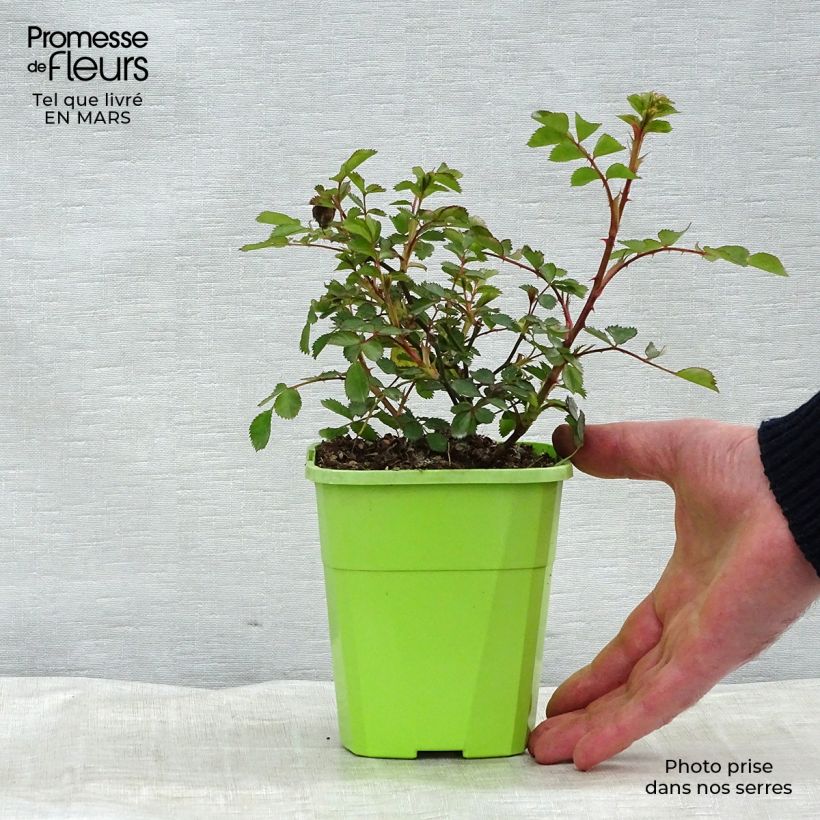 Example of Rosa polyantha Lilliputs Flirt 2011 - Zwerg-Parkrose Topf mit 1,5L/2L as you get in hiver