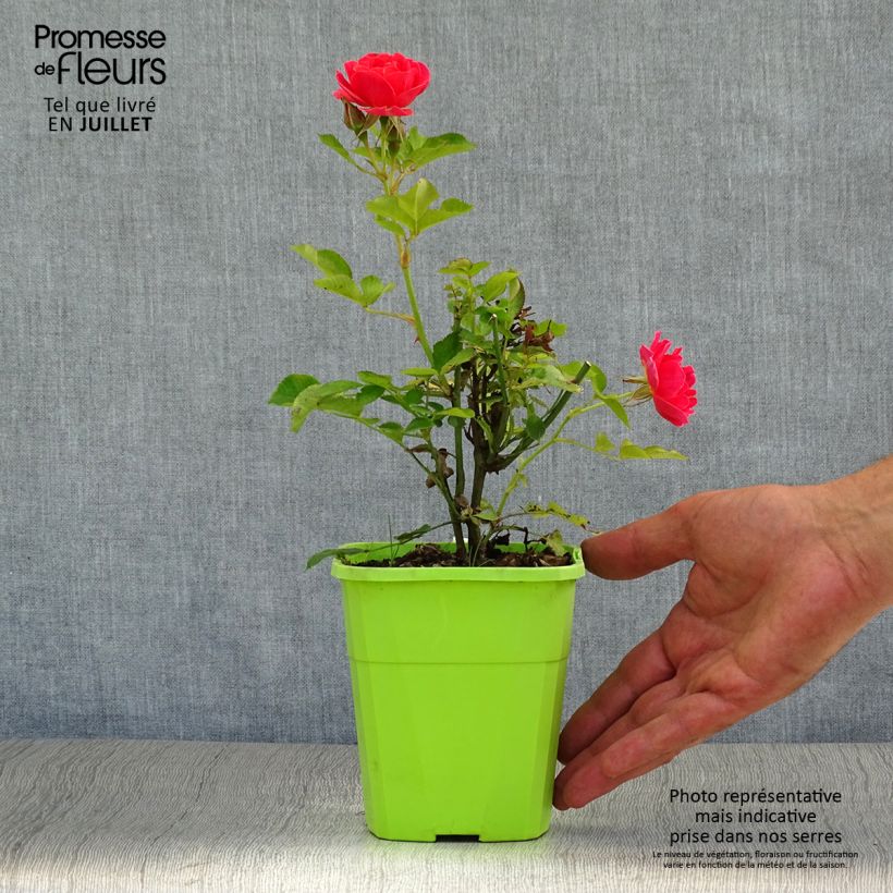 Example of Rosa polyantha Lilliputs Mandarin - Zwerg-Parkrose Topf mit 1,5L/2L as you get in ete
