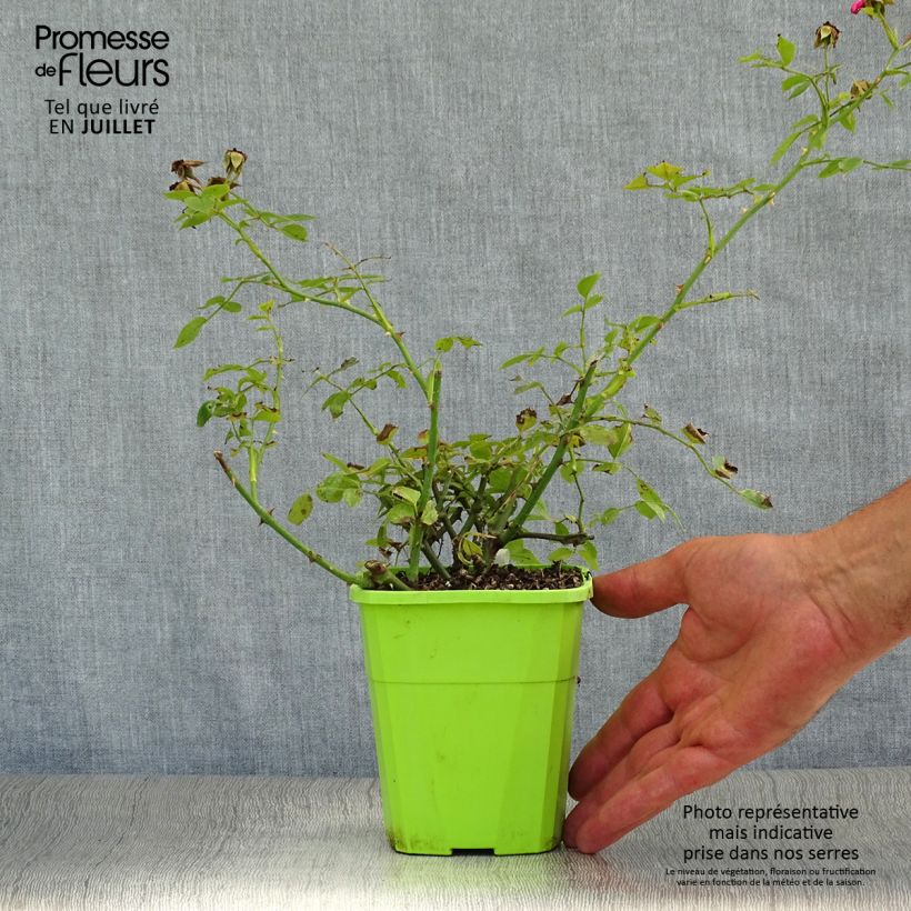 Example of Rosa polyantha Lilliputs Roxy - Zwerg-Parkrose Topf mit 3L/4L as you get in ete