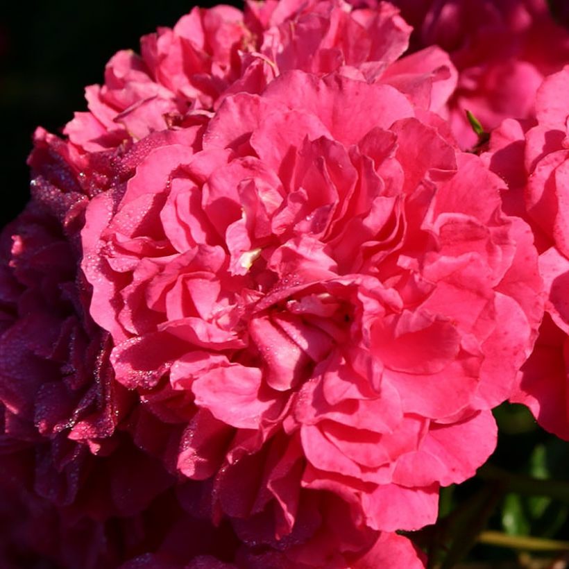 Rosa polyantha Lilliputs Roxy - Zwerg-Parkrose (Flowering)