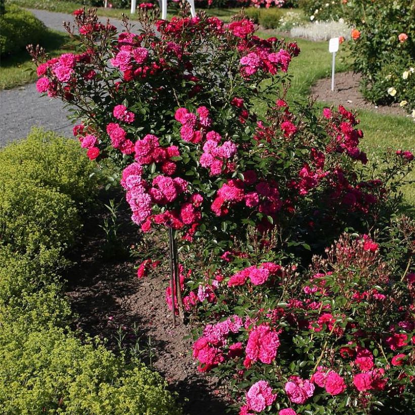 Rosa polyantha Lilliputs Roxy - Zwerg-Parkrose (Plant habit)