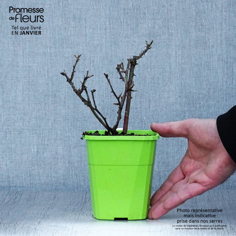 Exemplar von Rosa polyantha Lilliputs Little Sunset - Zwerg-Parkrose Topf mit 1,5L/2L wie im Winter geliefert