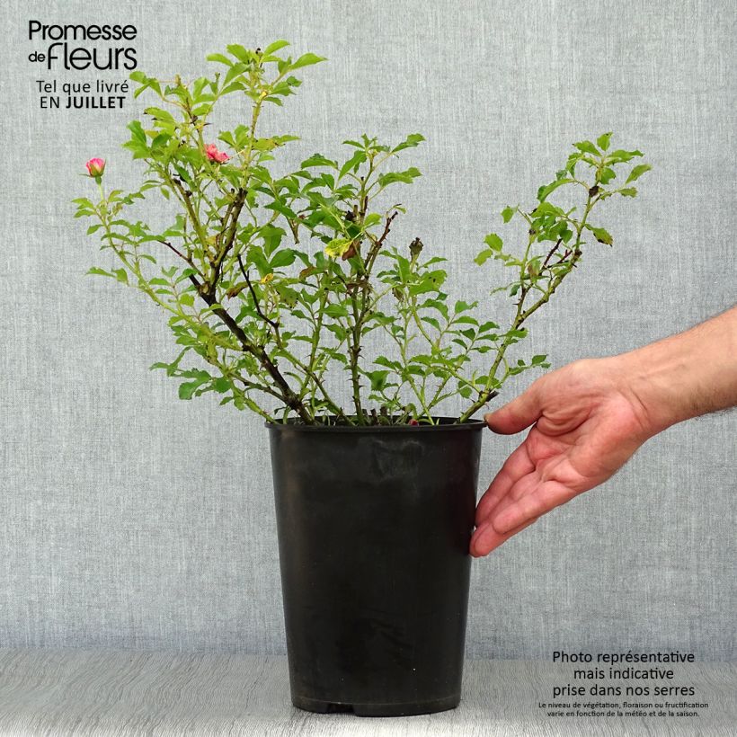 Exemplar von Rosa persica Queen Babylon Eyes - Zwerg-Parkrose Topf mit 4L/5L wie im Sommer geliefert