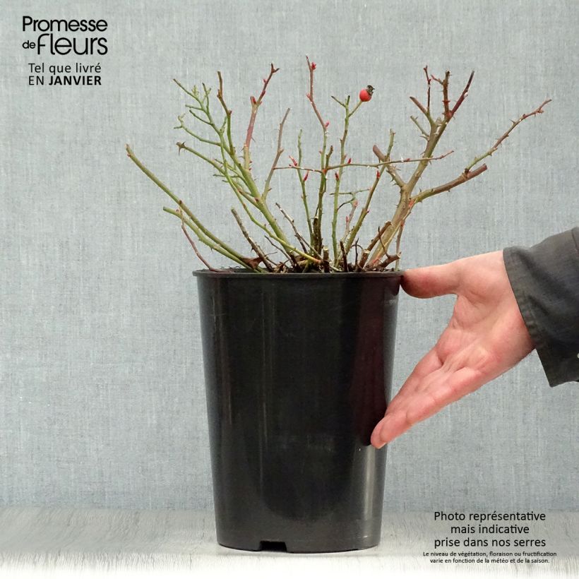Exemplar von Rosa persica Queen Babylon Eyes - Zwerg-Parkrose Topf mit 4L/5L wie im Winter geliefert
