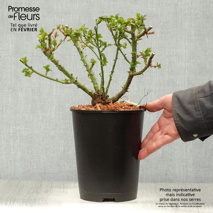 Example of Rosa polyantha Ruby Ruby Weksactrumi - Zwerg-Parkrose Topf mit 3L/4L as you get in hiver