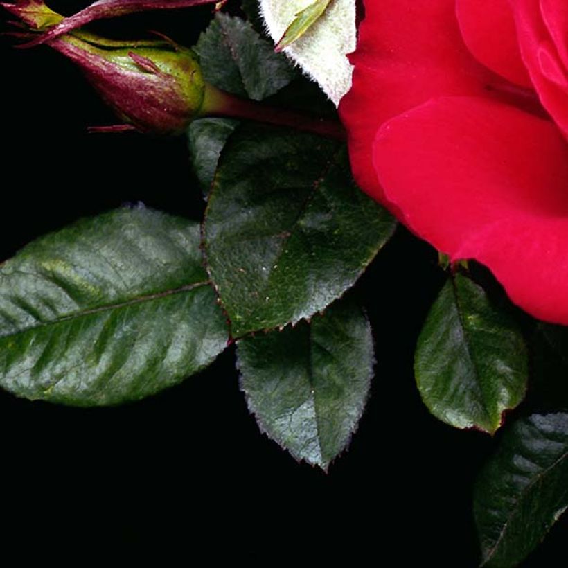 Rosa polyantha Ruby Ruby Weksactrumi - Zwerg-Parkrose (Foliage)
